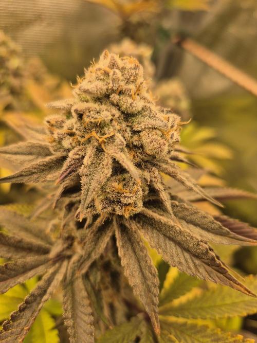 ICYSTATUS (ICYGARY#1 x ASTRONAUTSTATUS). Week 18