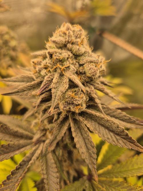 ICYSTATUS (ICYGARY#1 x ASTRONAUTSTATUS). Week 18