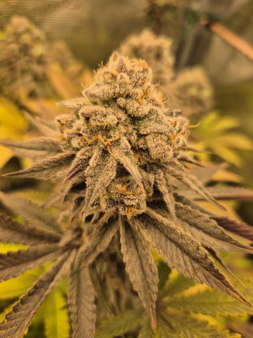 ICYSTATUS (ICYGARY#1 x ASTRONAUTSTATUS). Week 18