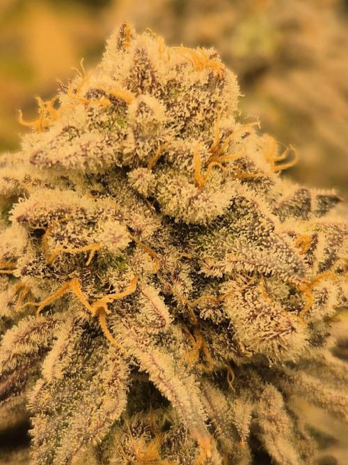 ICYSTATUS (ICYGARY#1 x ASTRONAUTSTATUS). Week 18