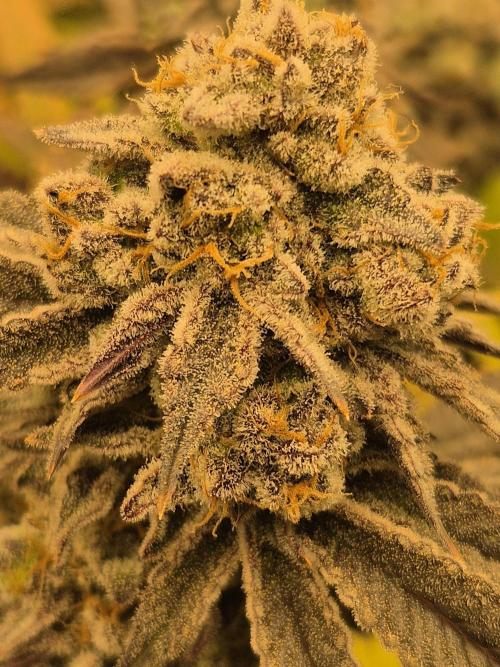 ICYSTATUS (ICYGARY#1 x ASTRONAUTSTATUS). Week 18