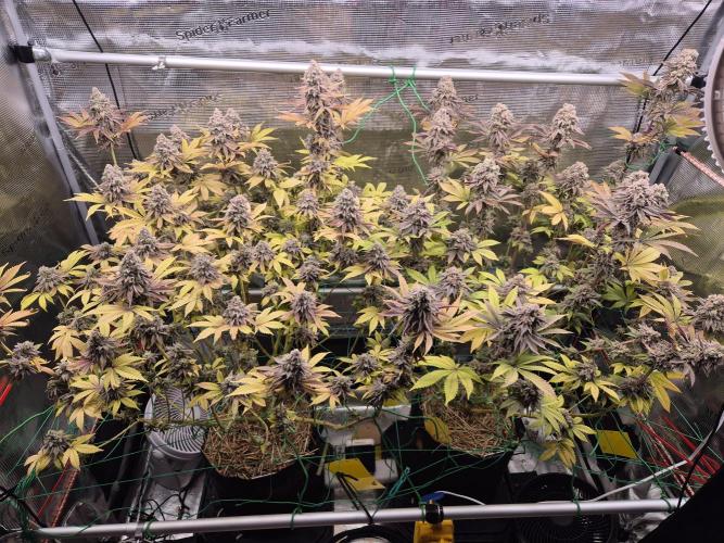 ICYSTATUS (ICYGARY#1 x ASTRONAUTSTATUS). Week 18