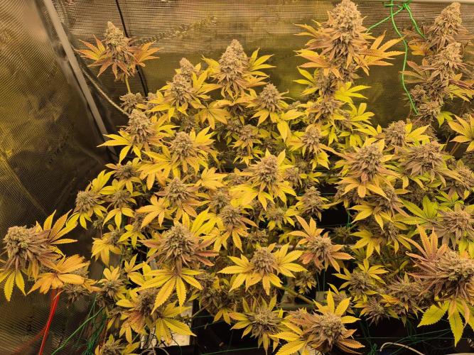 ICYSTATUS (ICYGARY#1 x ASTRONAUTSTATUS). Week 18