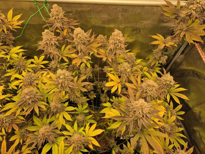 ICYSTATUS (ICYGARY#1 x ASTRONAUTSTATUS). Week 18