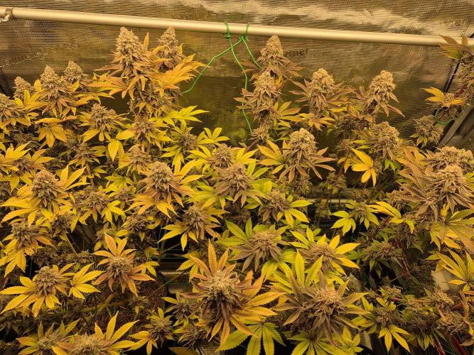 ICYSTATUS (ICYGARY#1 x ASTRONAUTSTATUS). Week 18