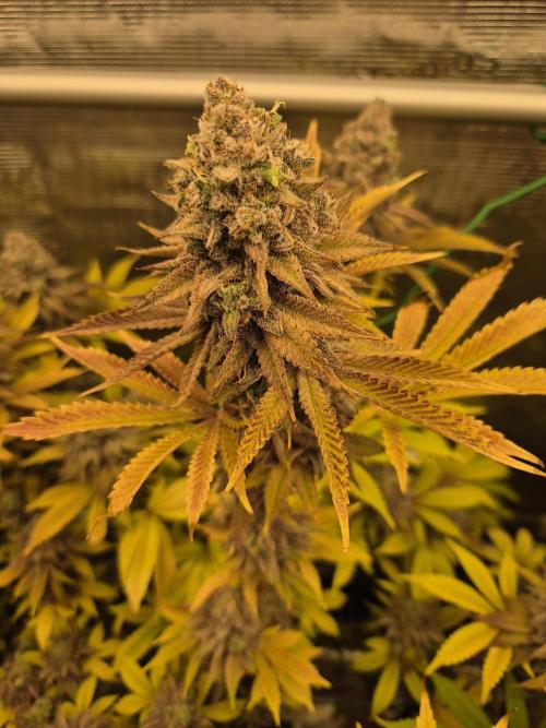ICYSTATUS (ICYGARY#1 x ASTRONAUTSTATUS). Week 18