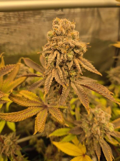 ICYSTATUS (ICYGARY#1 x ASTRONAUTSTATUS). Week 18