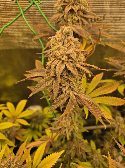 ICYSTATUS (ICYGARY#1 x ASTRONAUTSTATUS). Week 18