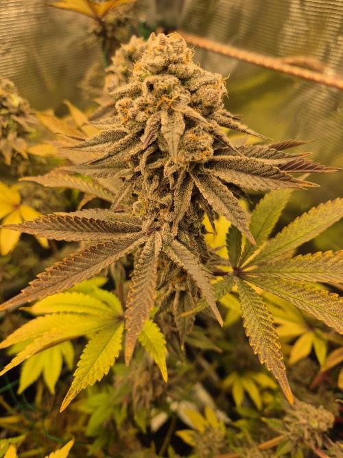 ICYSTATUS (ICYGARY#1 x ASTRONAUTSTATUS). Week 18