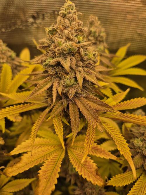 ICYSTATUS (ICYGARY#1 x ASTRONAUTSTATUS). Week 18