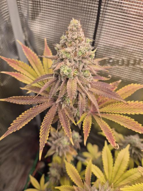 ICYSTATUS (ICYGARY#1 x ASTRONAUTSTATUS). Week 18