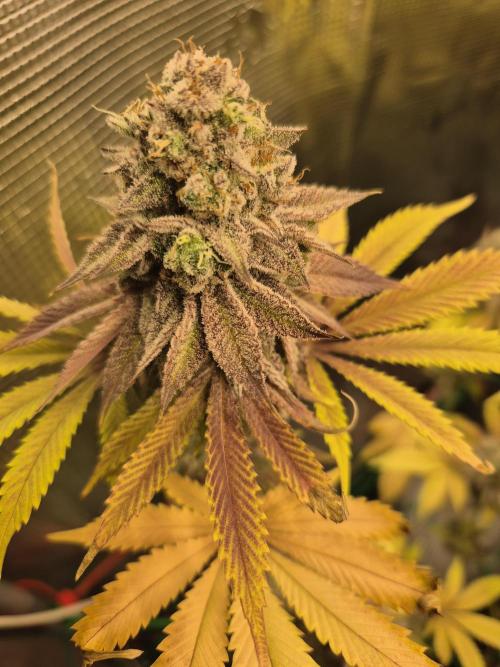 ICYSTATUS (ICYGARY#1 x ASTRONAUTSTATUS). Week 18