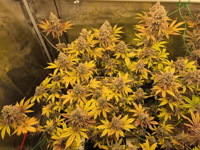ICYSTATUS (ICYGARY#1 x ASTRONAUTSTATUS). Week 18