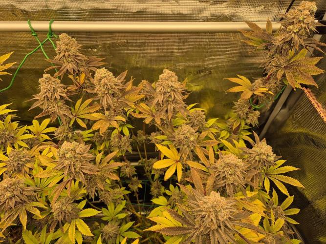 ICYSTATUS (ICYGARY#1 x ASTRONAUTSTATUS). Week 18
