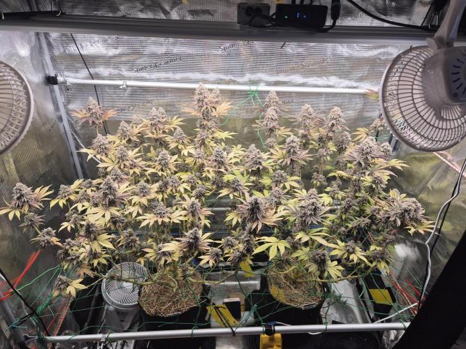 ICYSTATUS (ICYGARY#1 x ASTRONAUTSTATUS). Week 19