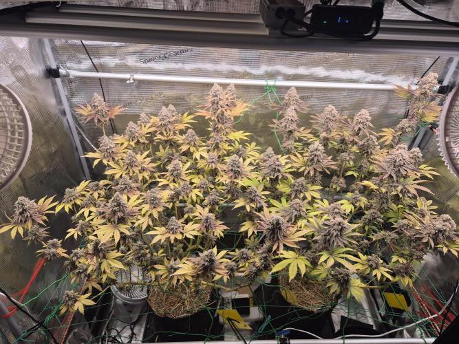 ICYSTATUS (ICYGARY#1 x ASTRONAUTSTATUS). Week 19