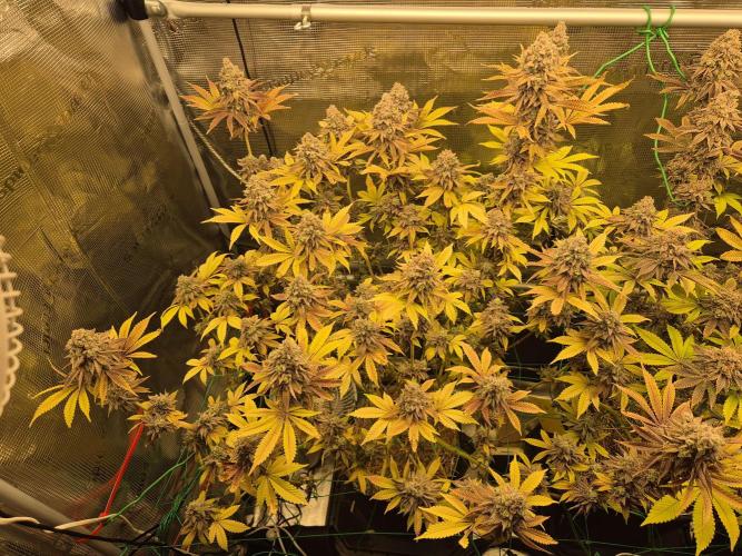 ICYSTATUS (ICYGARY#1 x ASTRONAUTSTATUS). Week 19
