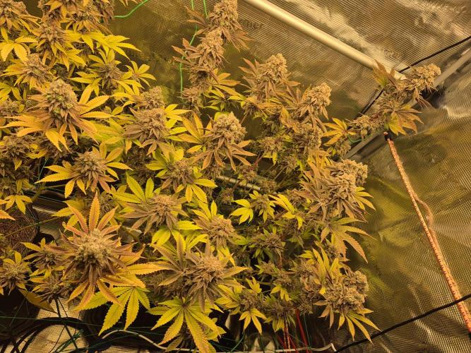 ICYSTATUS (ICYGARY#1 x ASTRONAUTSTATUS). Week 19