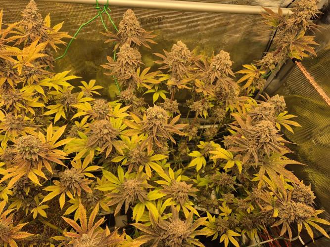 ICYSTATUS (ICYGARY#1 x ASTRONAUTSTATUS). Week 19