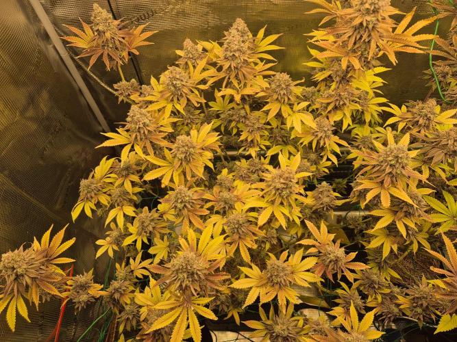 ICYSTATUS (ICYGARY#1 x ASTRONAUTSTATUS). Week 19