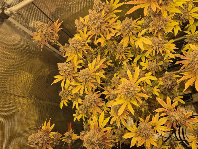 ICYSTATUS (ICYGARY#1 x ASTRONAUTSTATUS). Week 19