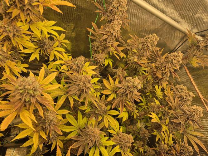 ICYSTATUS (ICYGARY#1 x ASTRONAUTSTATUS). Week 19
