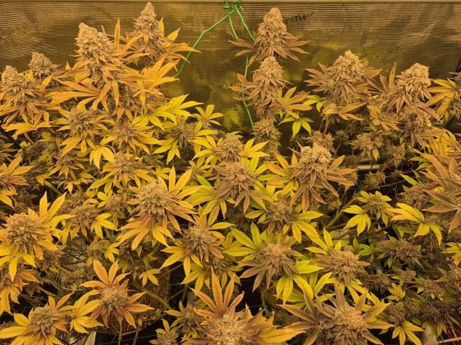 ICYSTATUS (ICYGARY#1 x ASTRONAUTSTATUS). Week 19