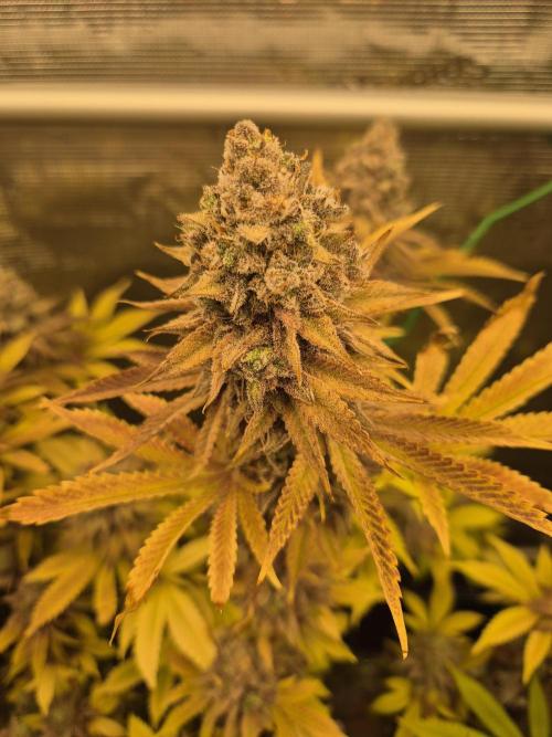 ICYSTATUS (ICYGARY#1 x ASTRONAUTSTATUS). Week 19