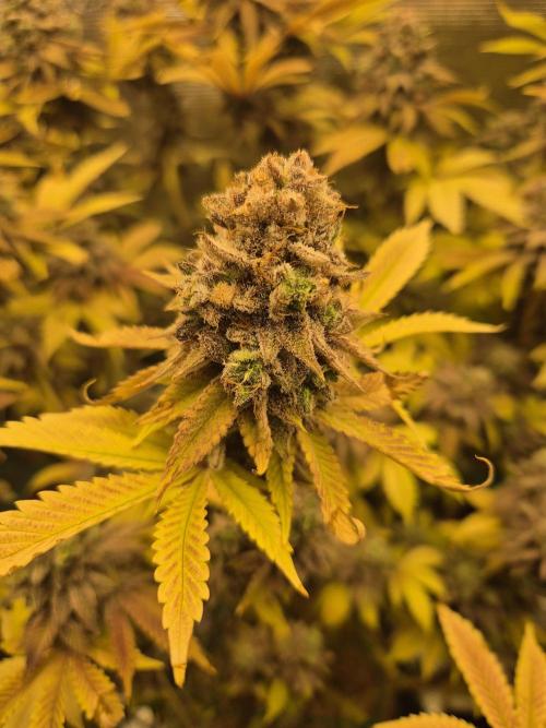 ICYSTATUS (ICYGARY#1 x ASTRONAUTSTATUS). Week 19