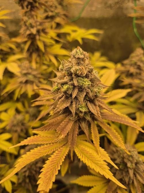 ICYSTATUS (ICYGARY#1 x ASTRONAUTSTATUS). Week 19