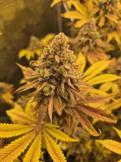 ICYSTATUS (ICYGARY#1 x ASTRONAUTSTATUS). Week 19