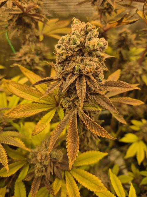 ICYSTATUS (ICYGARY#1 x ASTRONAUTSTATUS). Week 19