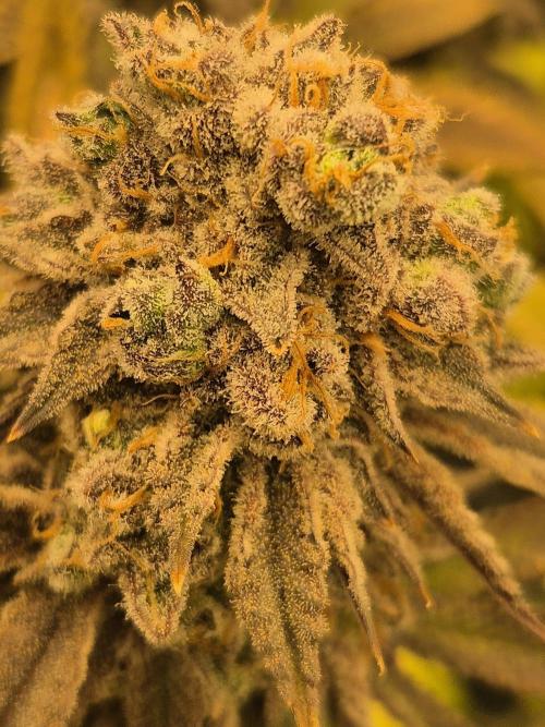 ICYSTATUS (ICYGARY#1 x ASTRONAUTSTATUS). Week 19