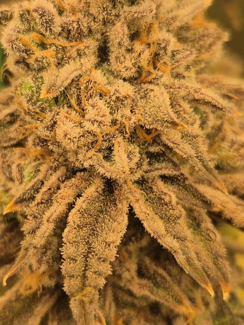 ICYSTATUS (ICYGARY#1 x ASTRONAUTSTATUS). Week 19