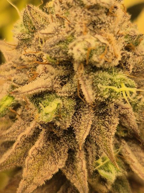 ICYSTATUS (ICYGARY#1 x ASTRONAUTSTATUS). Week 19