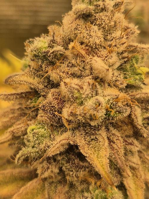 ICYSTATUS (ICYGARY#1 x ASTRONAUTSTATUS). Week 19