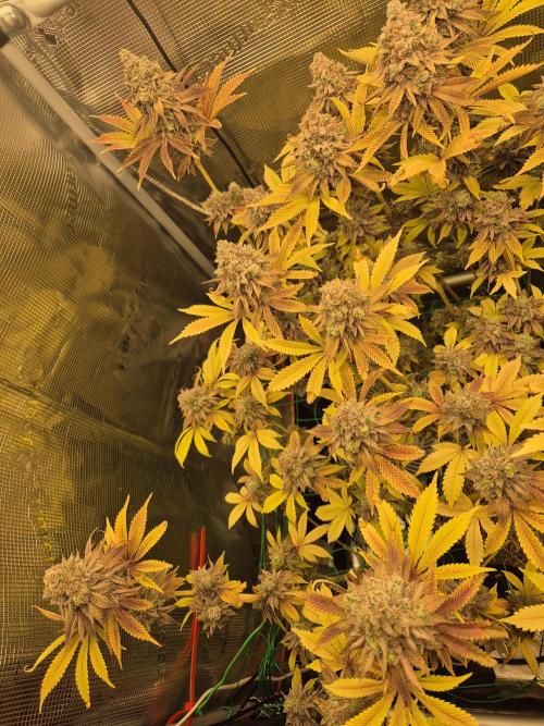 ICYSTATUS (ICYGARY#1 x ASTRONAUTSTATUS). Week 19