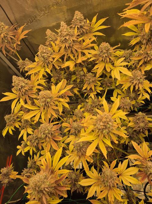 ICYSTATUS (ICYGARY#1 x ASTRONAUTSTATUS). Week 19