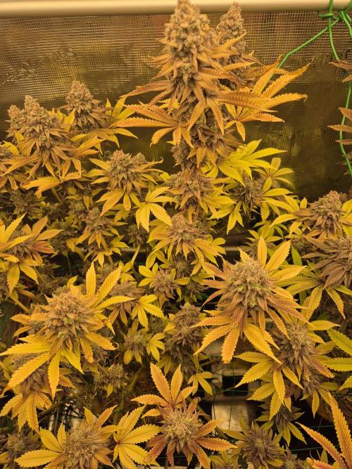 ICYSTATUS (ICYGARY#1 x ASTRONAUTSTATUS). Week 19