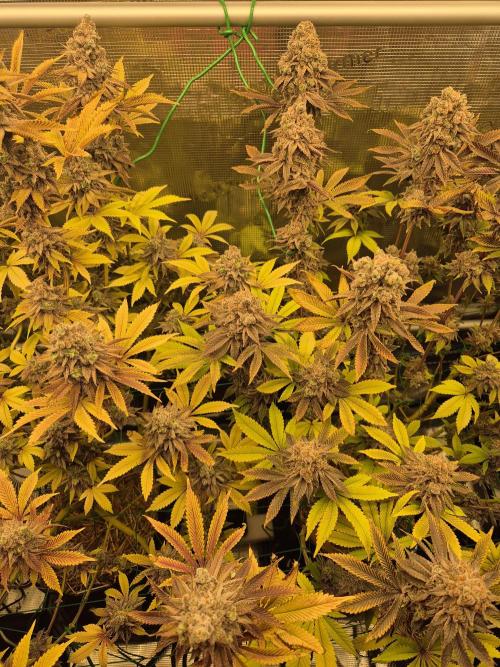 ICYSTATUS (ICYGARY#1 x ASTRONAUTSTATUS). Week 19