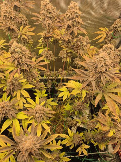 ICYSTATUS (ICYGARY#1 x ASTRONAUTSTATUS). Week 19