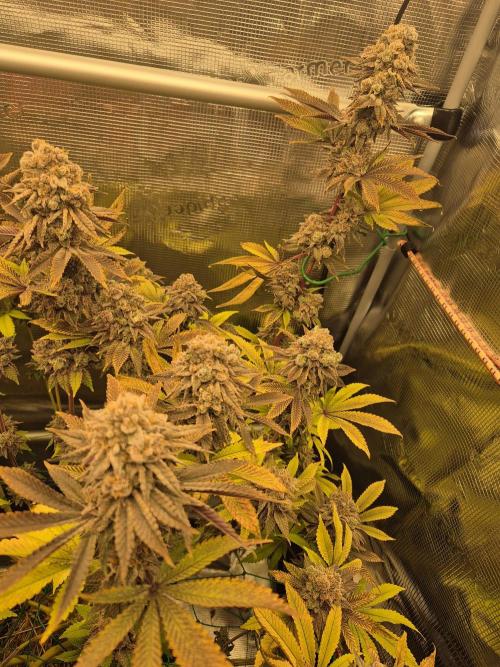 ICYSTATUS (ICYGARY#1 x ASTRONAUTSTATUS). Week 19