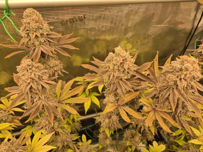 ICYSTATUS (ICYGARY#1 x ASTRONAUTSTATUS). Week 19