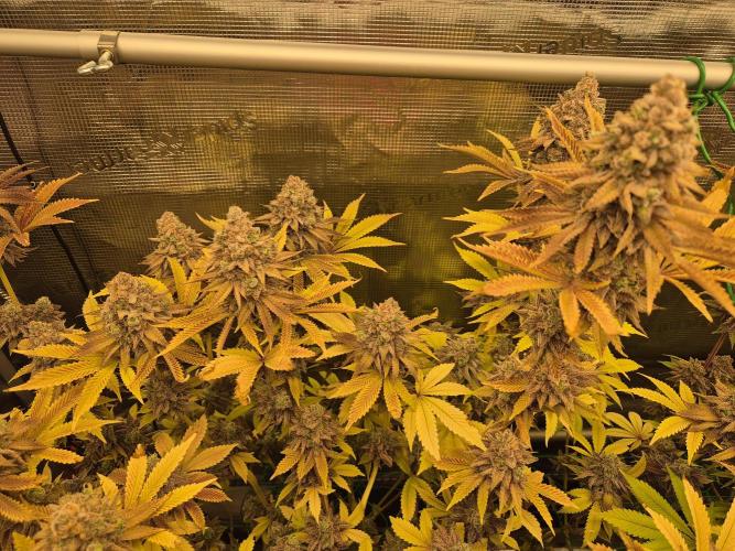 ICYSTATUS (ICYGARY#1 x ASTRONAUTSTATUS). Week 19
