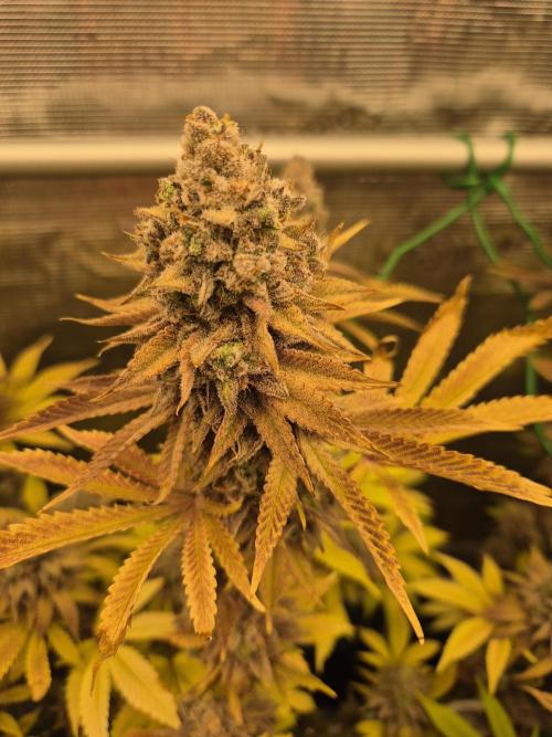ICYSTATUS (ICYGARY#1 x ASTRONAUTSTATUS). Week 19