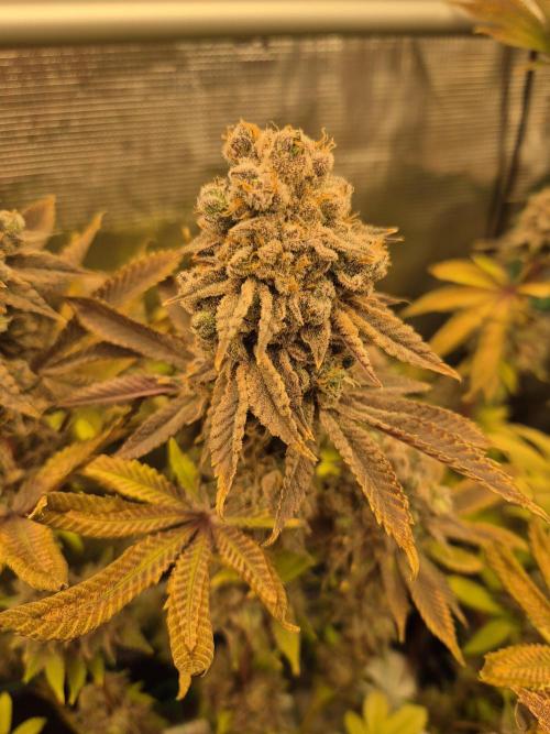 ICYSTATUS (ICYGARY#1 x ASTRONAUTSTATUS). Week 19