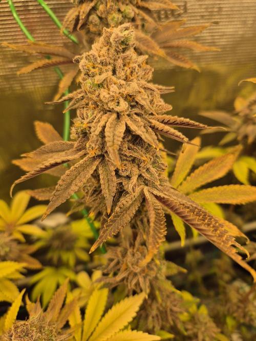 ICYSTATUS (ICYGARY#1 x ASTRONAUTSTATUS). Week 19