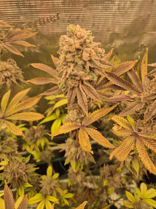 ICYSTATUS (ICYGARY#1 x ASTRONAUTSTATUS). Week 19