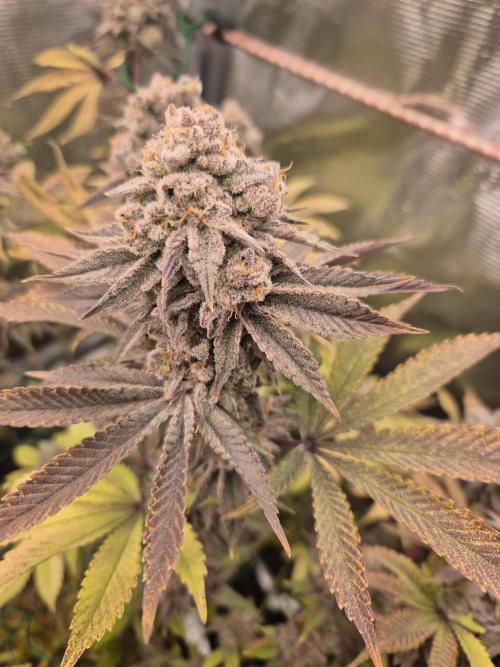ICYSTATUS (ICYGARY#1 x ASTRONAUTSTATUS). Week 19