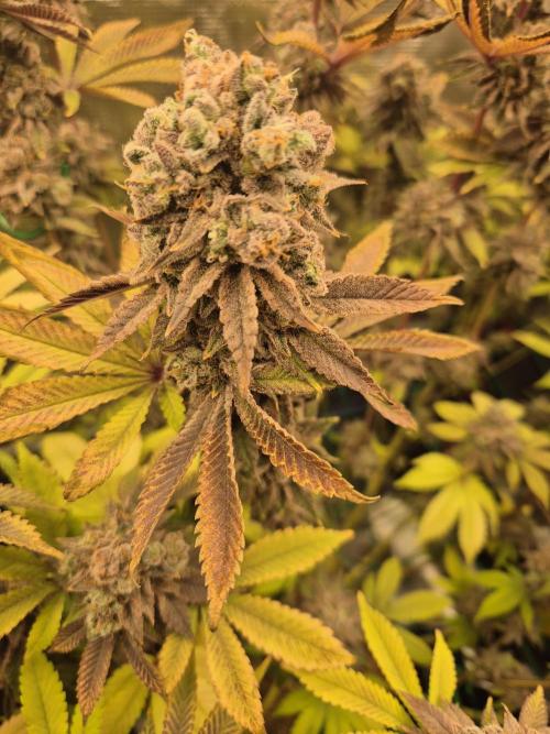 ICYSTATUS (ICYGARY#1 x ASTRONAUTSTATUS). Week 19